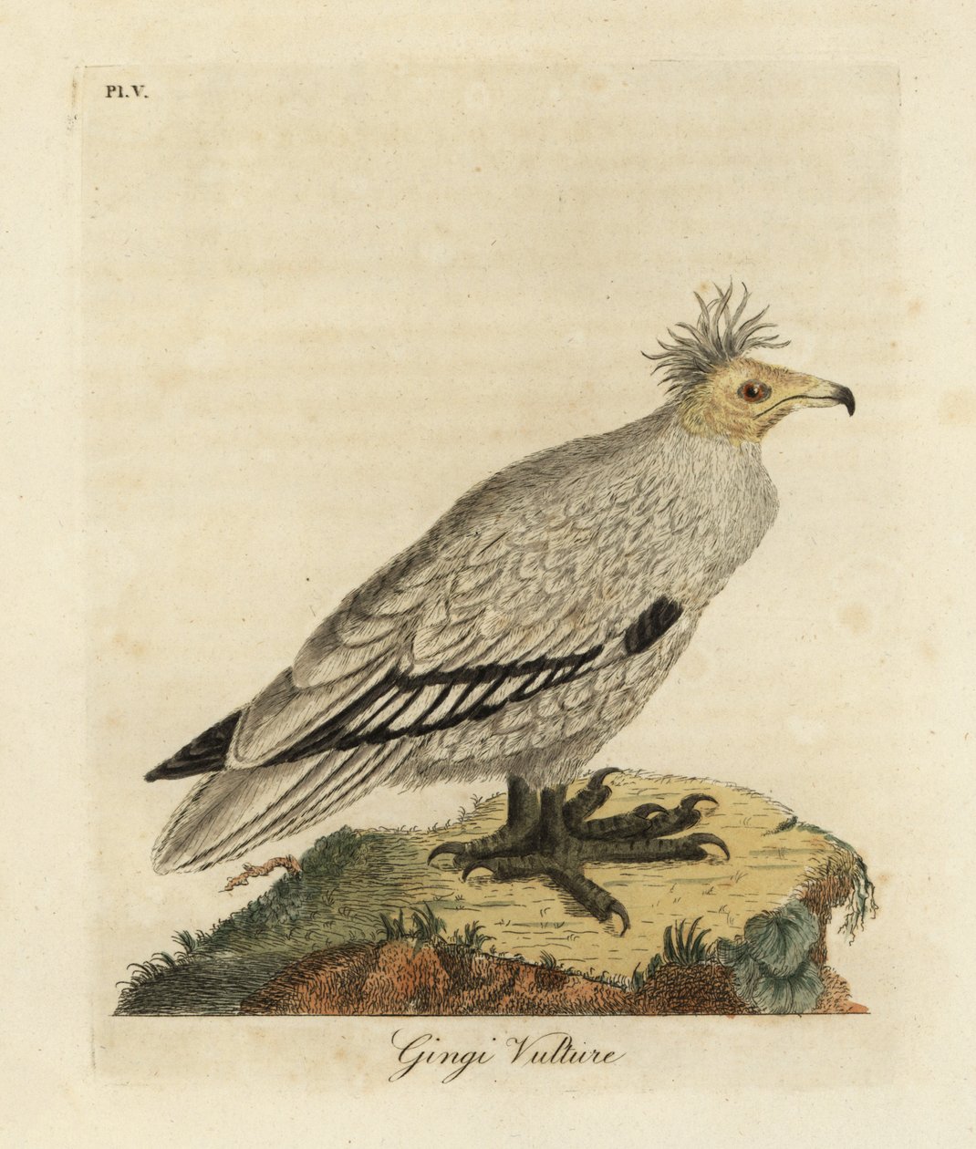 Egyptisk gam, Neophron percnopterus ginginianus.1824 (gravyr) av John Latham