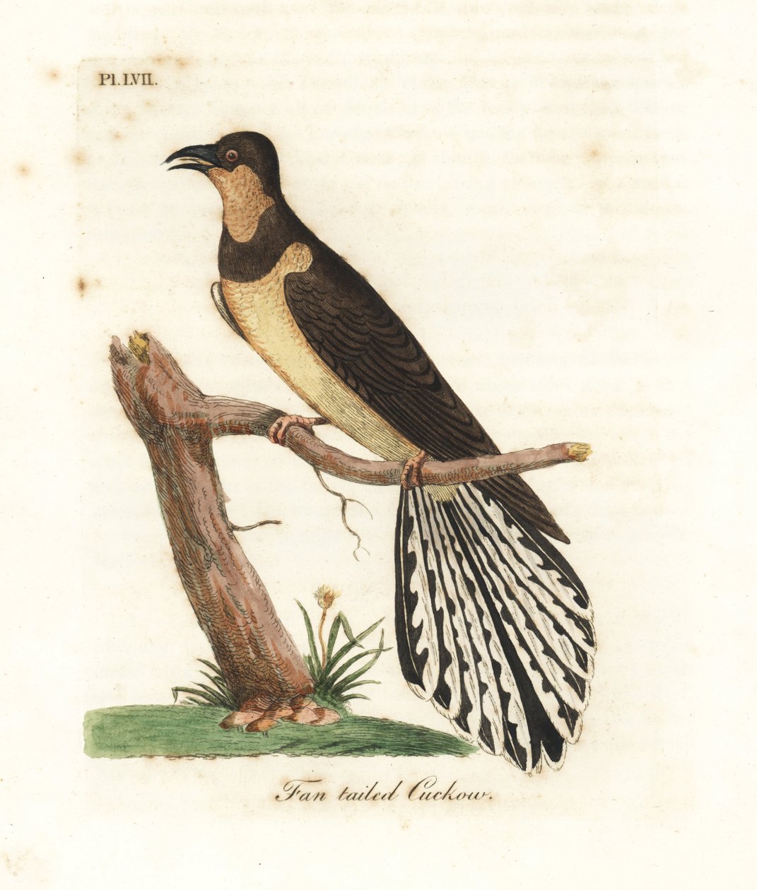 Fjädergöken, Cacomantis flabelliformis (Göksgöken, Cuculus flabelliformis). Handfärgad kopparplåt ritad och graverad av John Latham från hans egen A General History of Birds, Winchester av John Latham