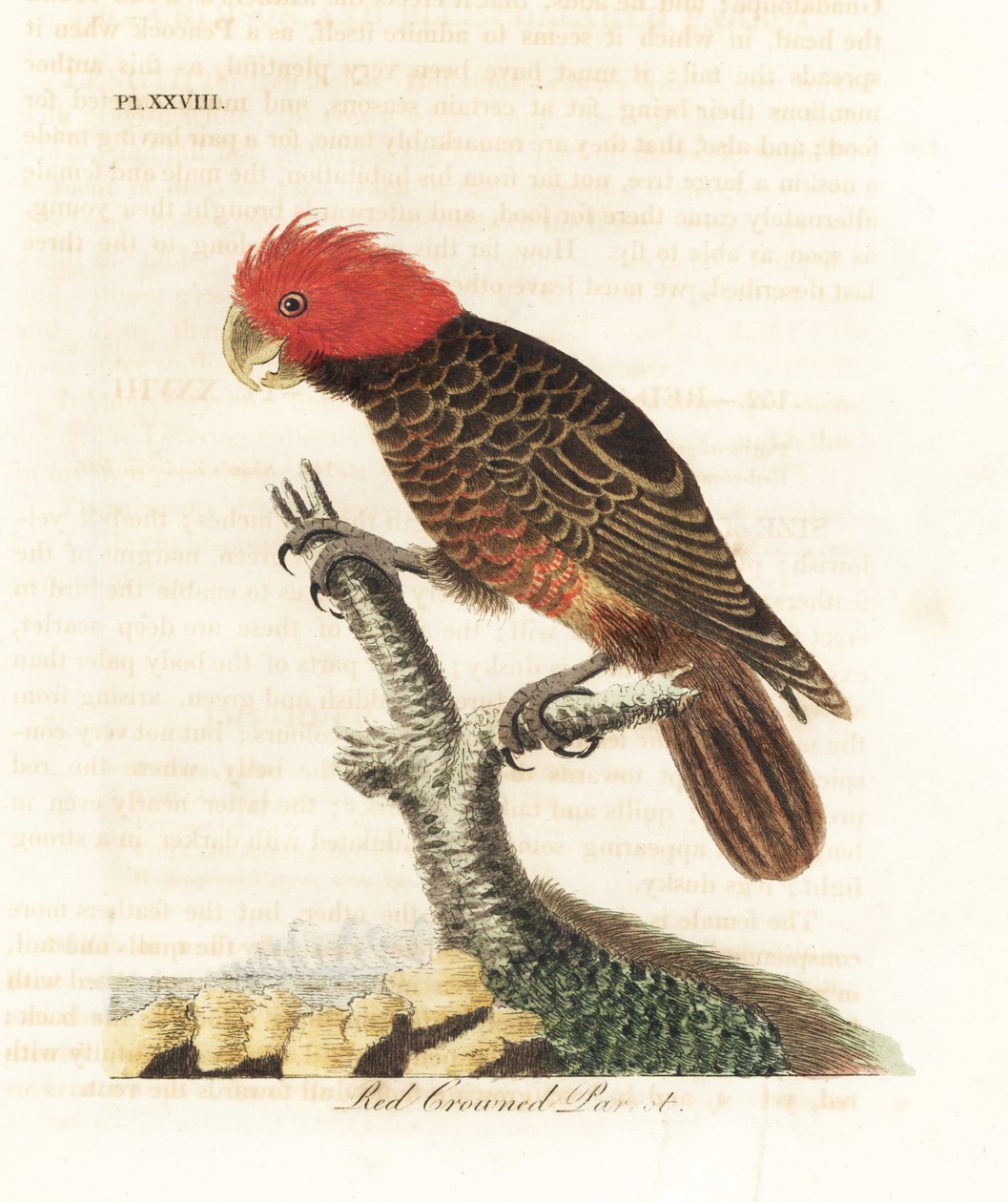 Gängkakadua, Callocephalon fimbriatum (rödkrönt papegoja, Psittacus galeatus). Handfärgad kopparplåt ritad och graverad av John Latham från hans egen A General History of Birds, Winchester av John Latham