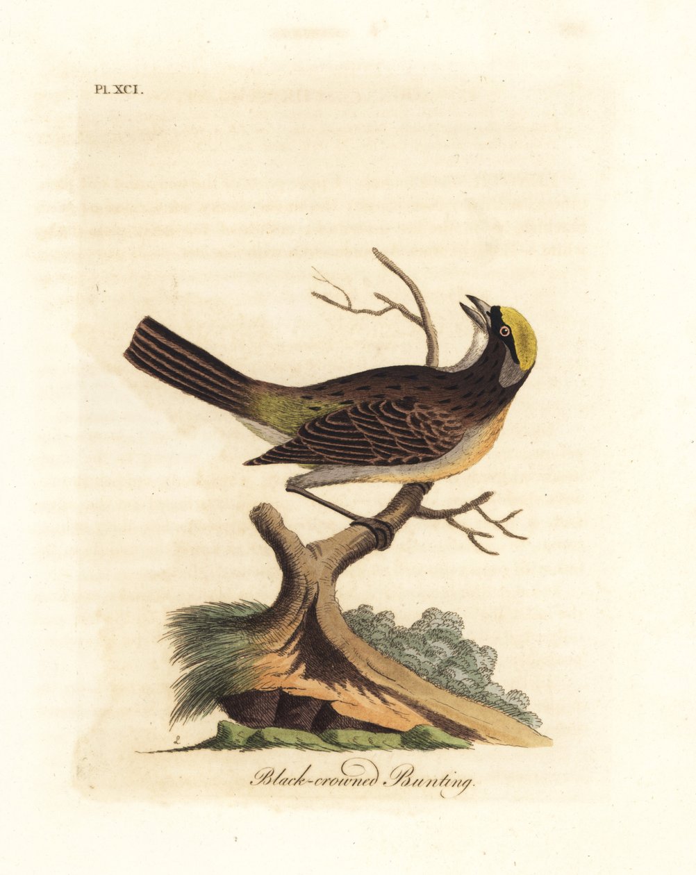 Guldkrönt sparv, Zonotrichia atricapilla (Svartkrönt bunting, Emberiza atricapilla). Handfärgad kopparplåt ritad och graverad av John Latham från hans egen A General History of Birds, Winchester av John Latham