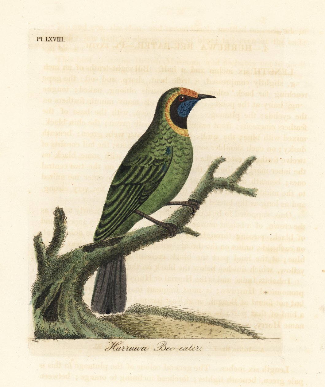 Guldfasad lövfågel, Chloropsis aurifrons. (Hurruwa biätare, Indien.) Handfärgad kopparplåt ritad och graverad av John Latham från hans egen A General History of Birds, Winchester av John Latham