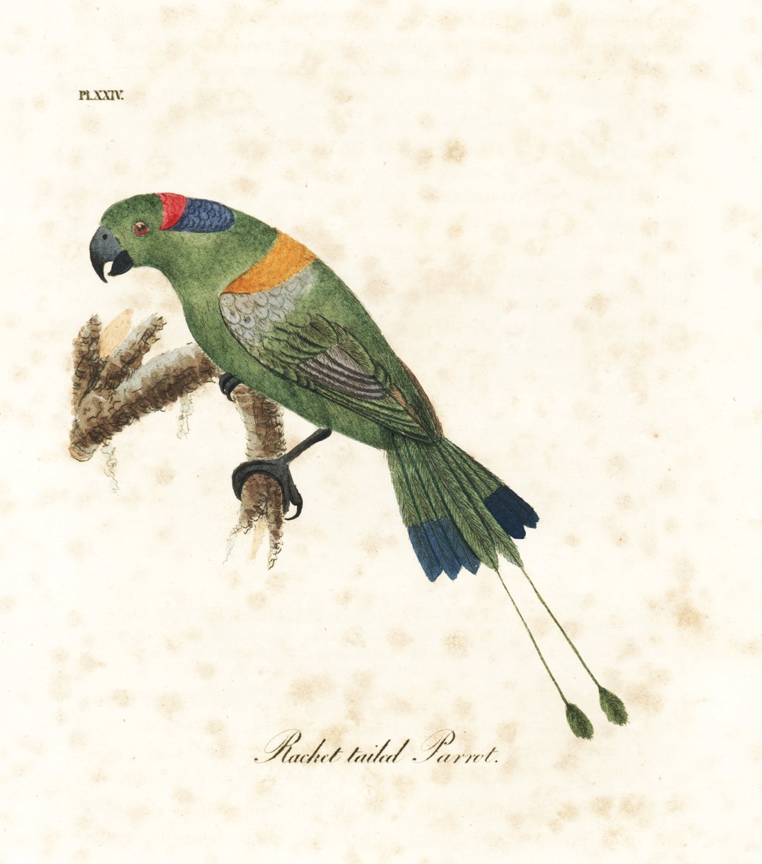Guldmantlad racket-svans, Prioniturus platurus (Racket-tailed papegoja). Handfärgad kopparplåt ritad och graverad av John Latham från hans egen A General History of Birds, Winchester av John Latham