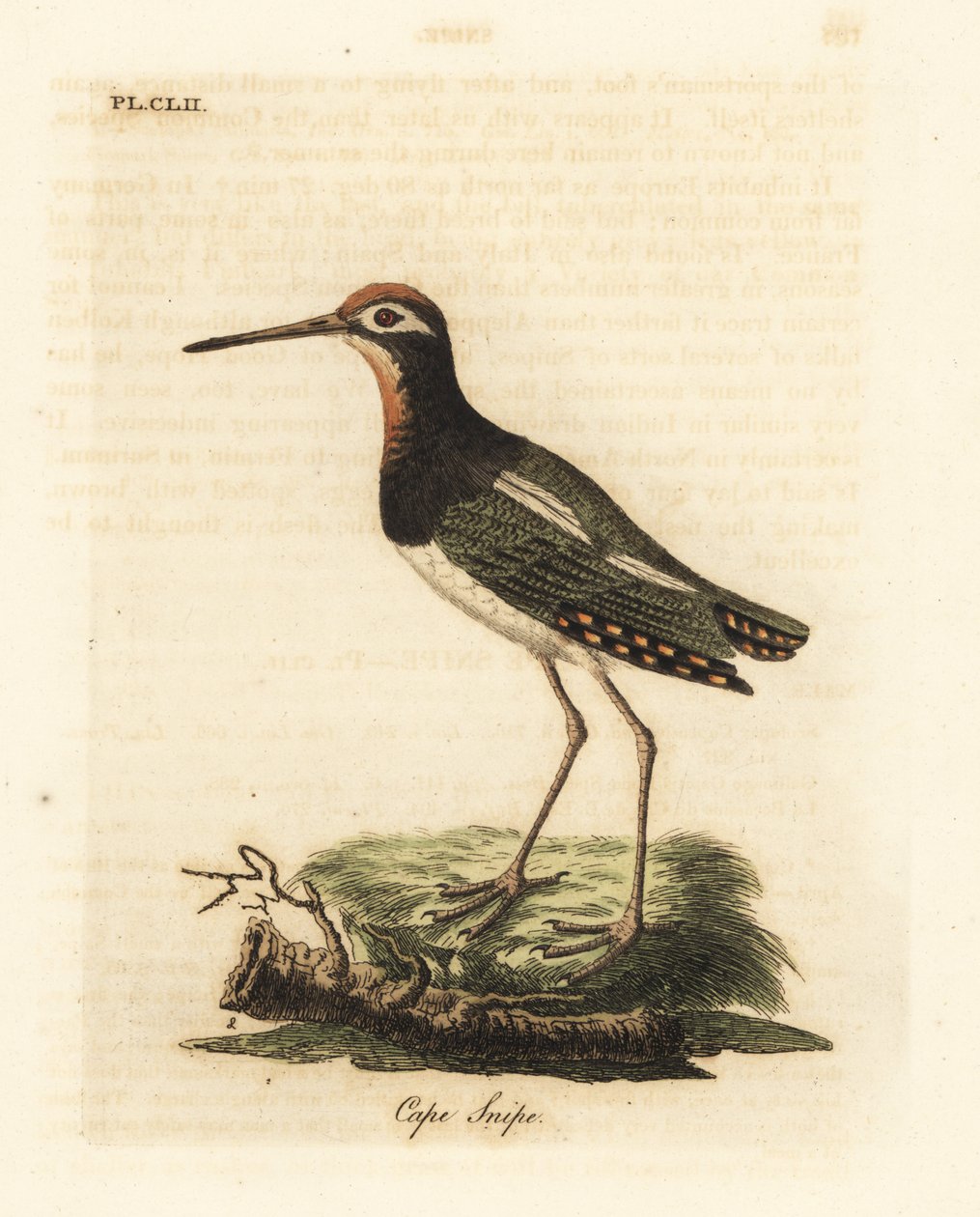 Större målarbeckasin, Rostratula benghalensis (Cape-snipe, Scolopax capensis). Handfärgad kopparplåt ritad och graverad av John Latham från hans egen A General History of Birds, Winchester av John Latham