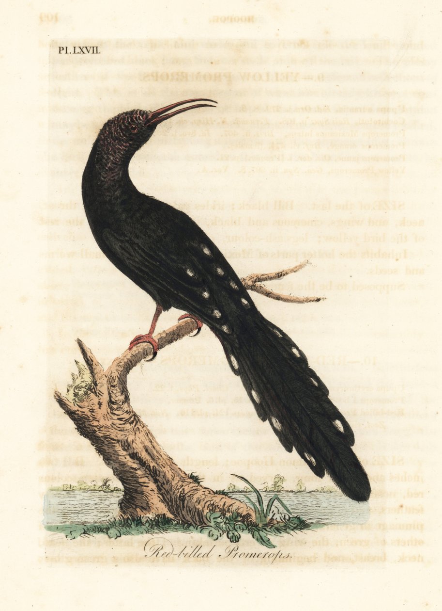 Grön träfågel, Phoeniculus purpureus (Rödnäbbade promerops, Upupa erythrorynchos). Handfärgad kopparplåt ritad och graverad av John Latham från hans egen A General History of Birds, Winchester av John Latham
