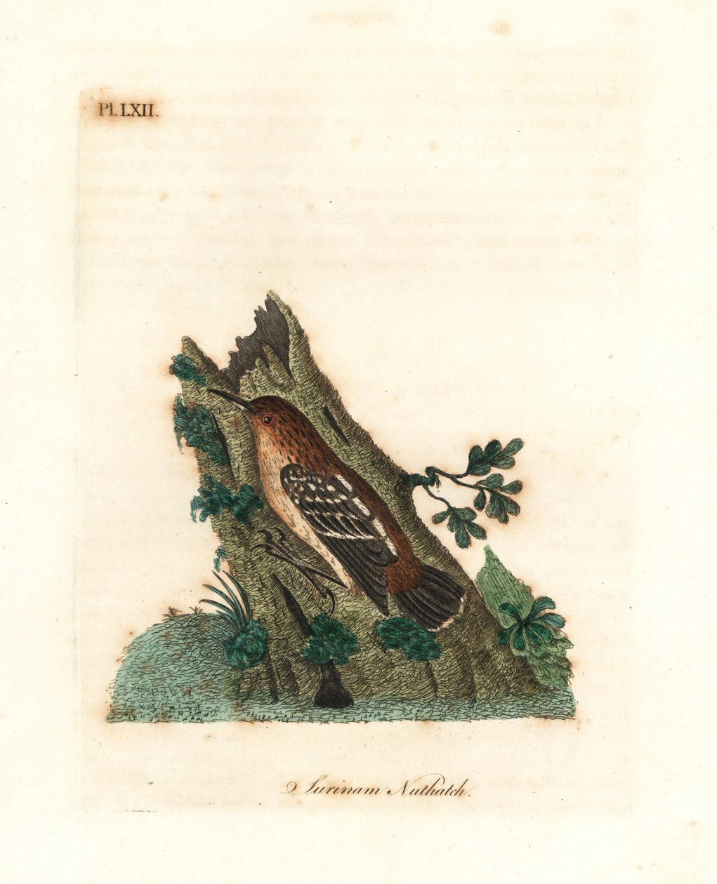 Guianan gatutorn, Myrmotherula surinamensis. Sårbar. (Surinamnötväcka, Sitta surinamensis.) Handfärgad kopparplåt ritad och graverad av John Latham från hans egen A General History of Birds, Winchester av John Latham