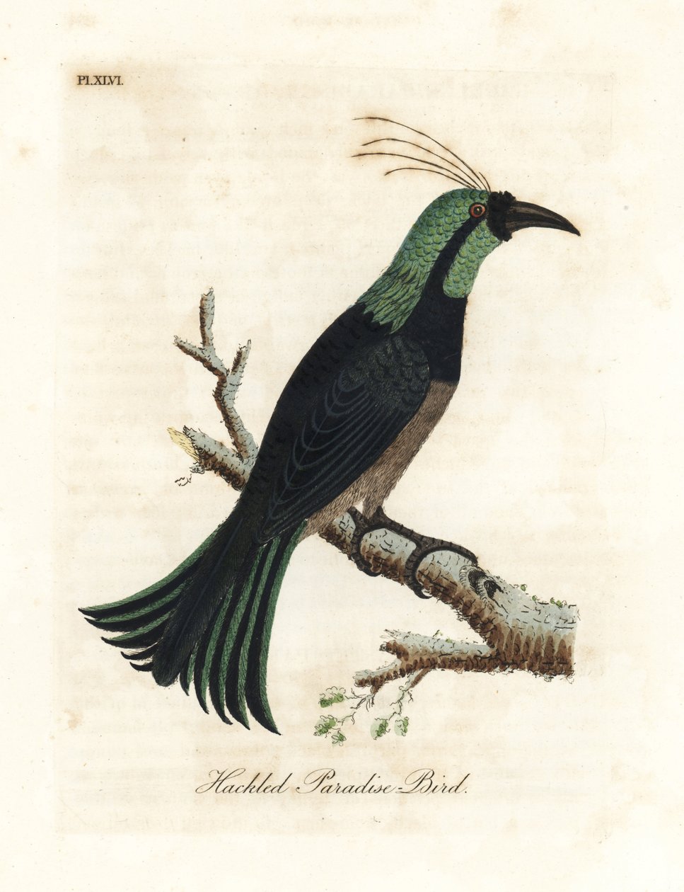 Hacklad paradisfågel, möjligen en hybrid eller utdöd art. Ritad från ett exemplar i samlingen av General Davies. Handfärgad kopparplåt ritad och graverad av John Latham från hans egen A General History of Birds, Winchester av John Latham