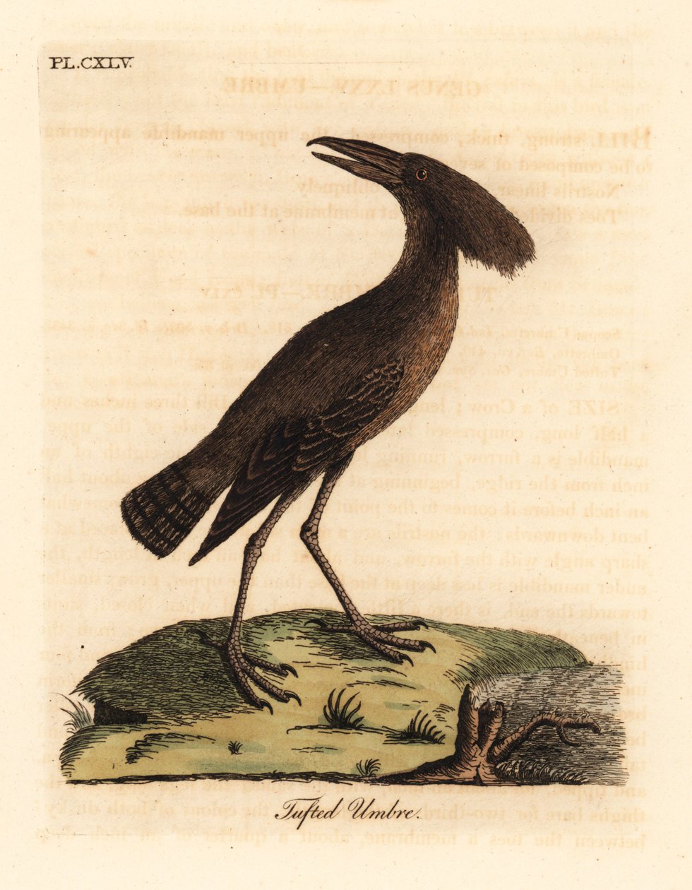 Hamerkop, Scopus umbretta (tuftad umbre). Handfärgad kopparplåt ritad och graverad av John Latham från hans egen A General History of Birds, Winchester av John Latham