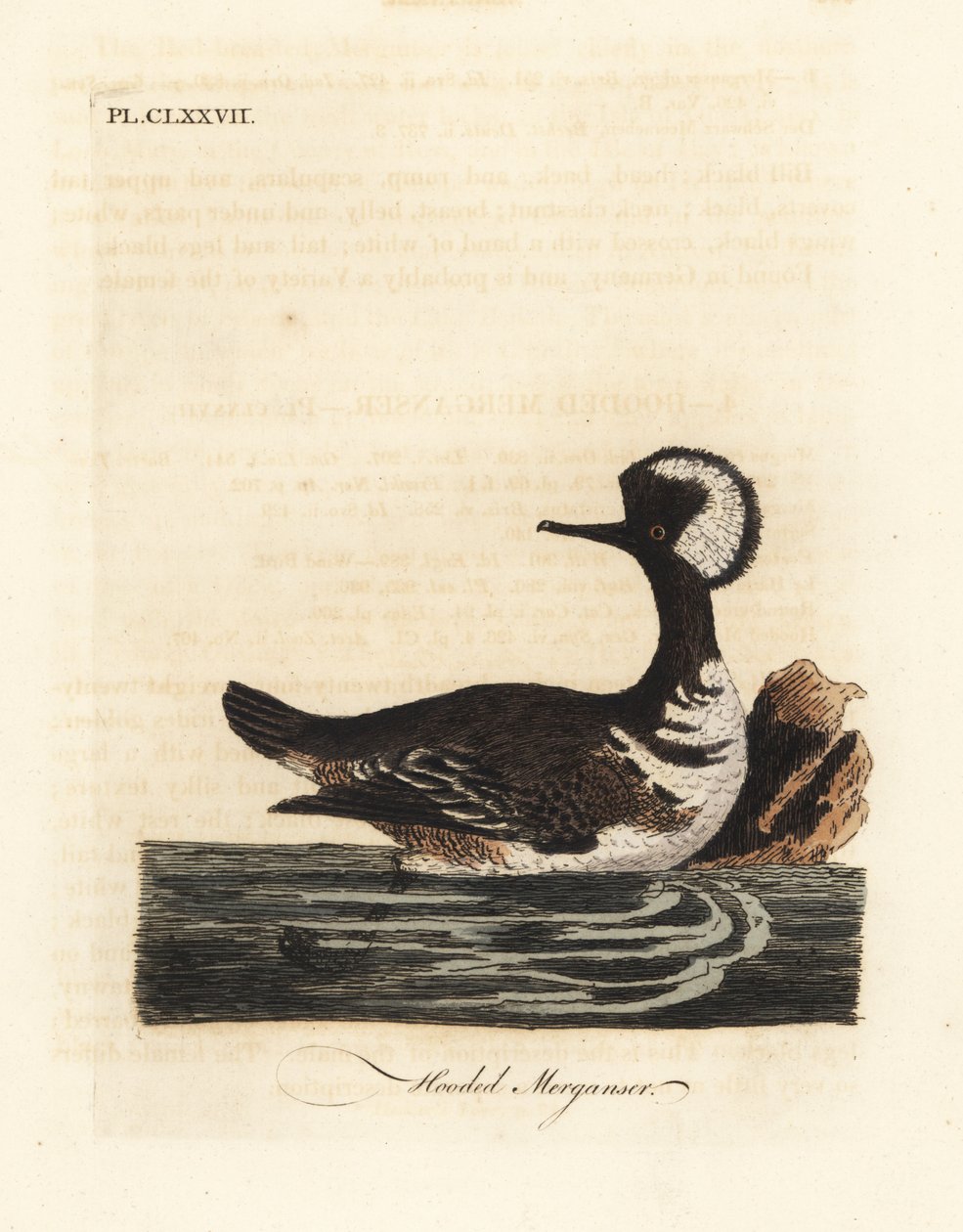 Huvhacka, Lophodytes cucullatus (Mergus cucullatus). Handfärgad kopparplåt ritad och graverad av John Latham från hans egen A General History of Birds, Winchester av John Latham
