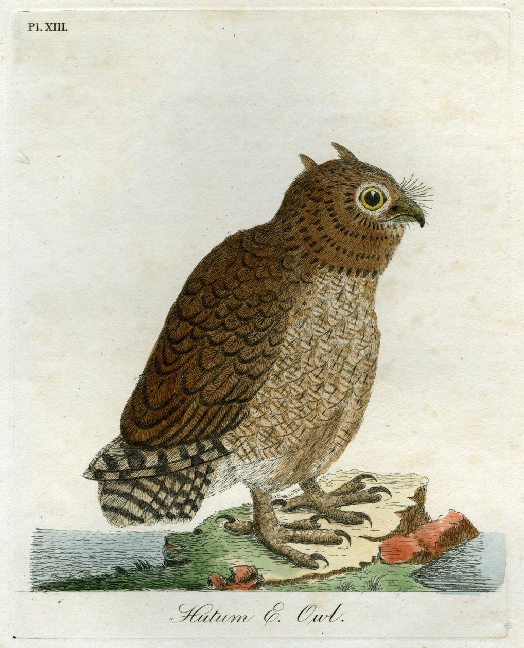 Hutum Owl, 1821 (handfärgad gravyr) av John Latham