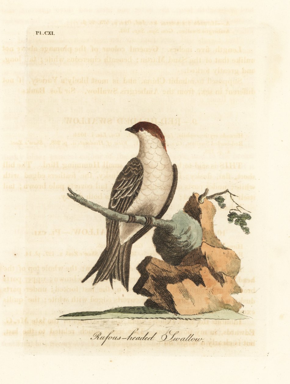 Indisk klippsvala, Petrochelidon fluvicola. (Rufos-huvudsvala, Hirundo indica.) Handfärgad kopparplåt tecknad och graverad av John Latham från hans egen A General History of Birds, Winchester av John Latham