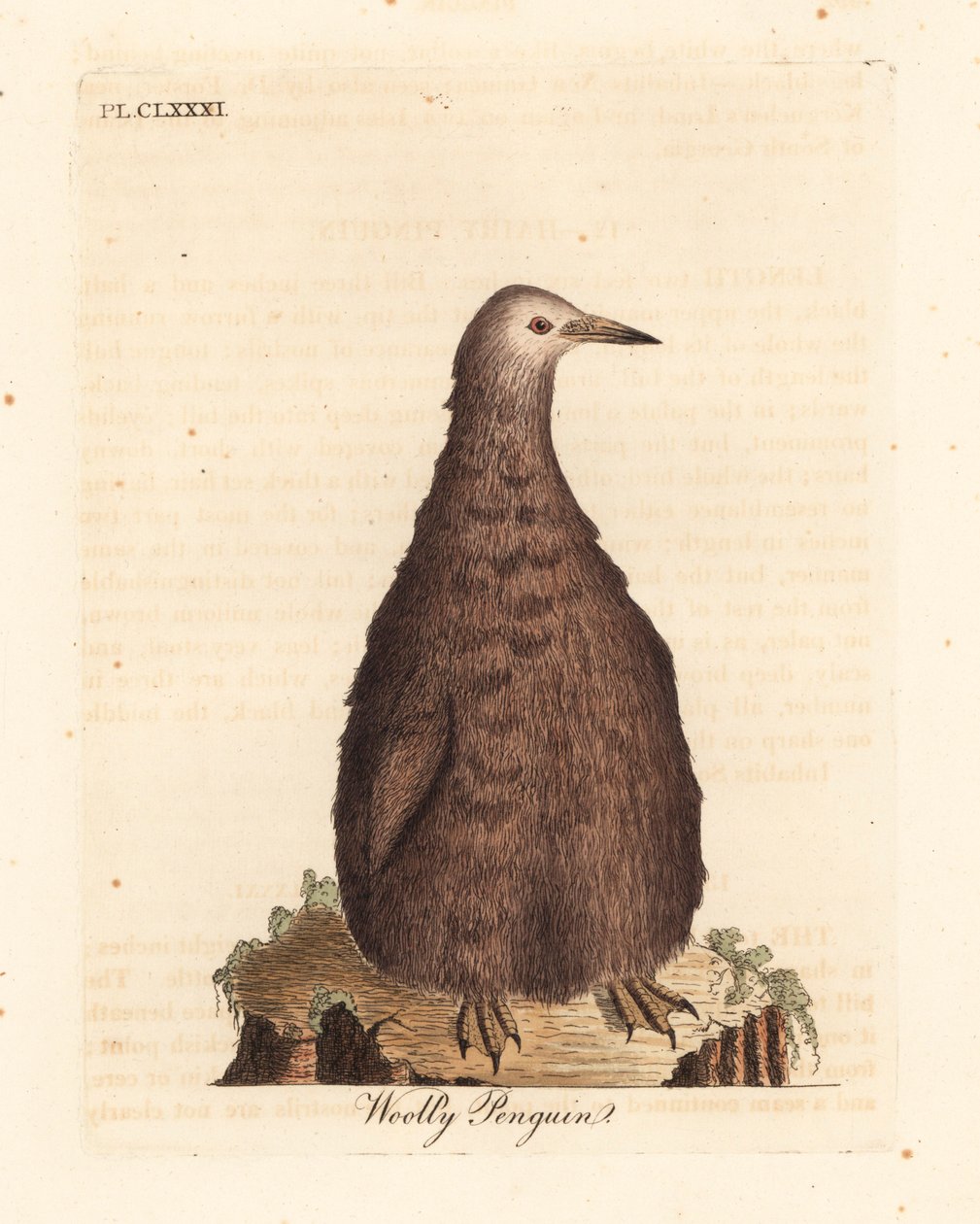 Kungspingvin, Aptenodytes patagonicus, juvenil (Ullpingvin). Handfärgad kopparplåt ritad och graverad av John Latham från hans egen A General History of Birds, Winchester av John Latham