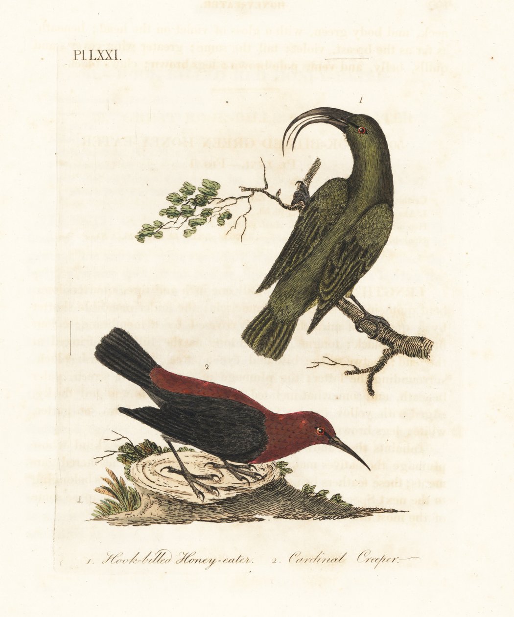 Mindre akialoa, Hemignathus obscurus (utdöd) och kardinalmyzomela, Myzomela cardinalis. (Grön honungsätare med kroknäbb, Certhia obscura, hemma på Hawaii, och kardinal honungsätare, Certhia cardinalis, hemma i Tanna, Vanuatu.) Handfärgad kopparplåt av John Latham
