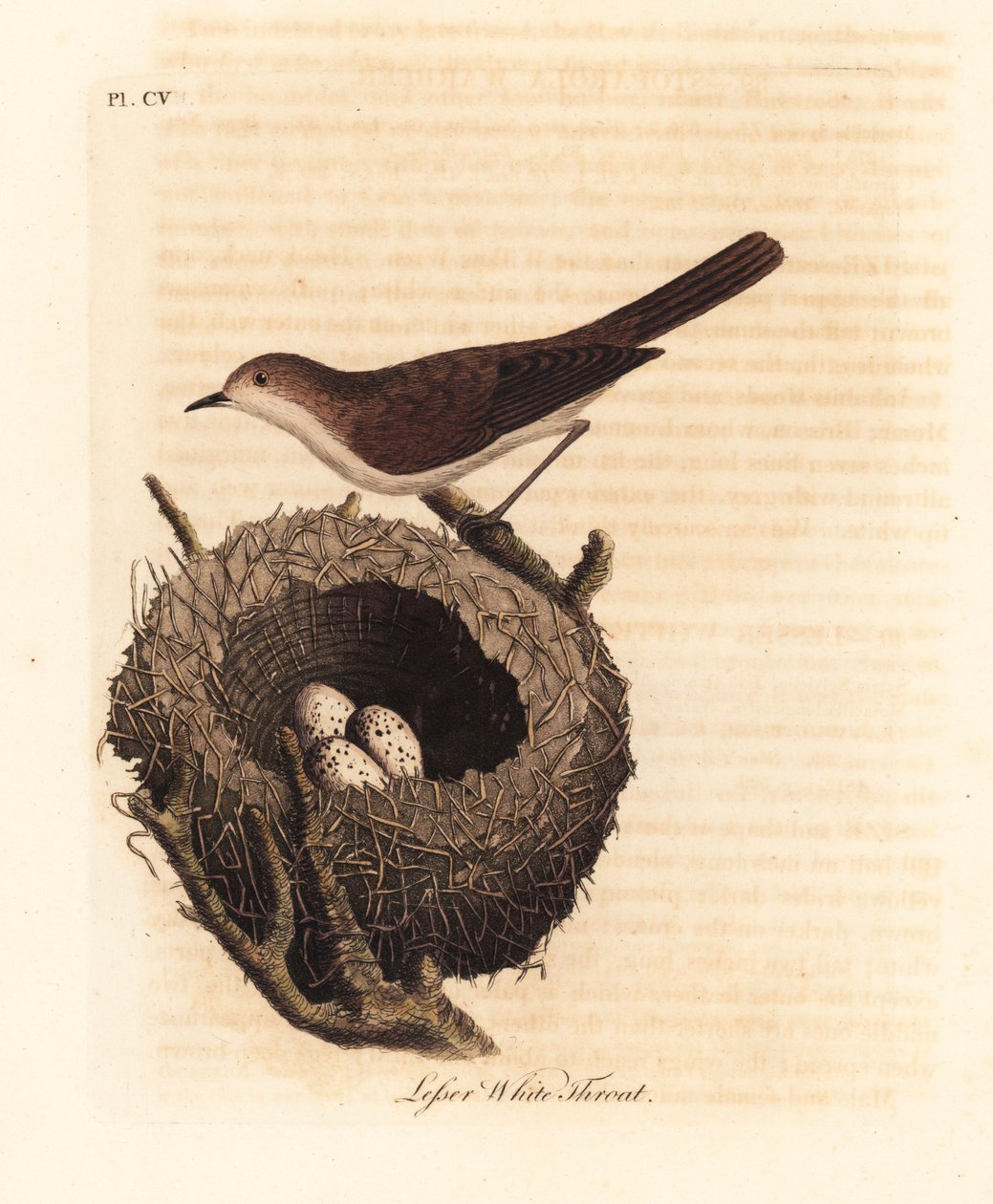 Lilla vitstrupen, Sylvia curruca, med bo och ägg. (Lesser white-throat warbler, Sylvia sylviella.) Handfärgad kopparplåt tecknad och graverad av John Latham från hans egen A General History of Birds, Winchester av John Latham