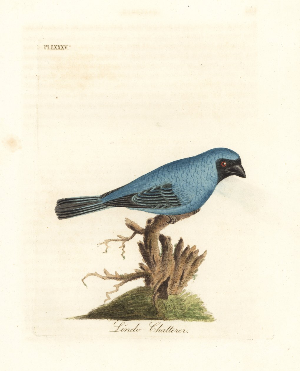 Lindo pladder. Kanske svaltanager, Tersina viridis, men med underdelen av kroppen blå, inte vit. Handfärgad kopparplåt ritad och graverad av John Latham från hans egen A General History of Birds, Winchester av John Latham
