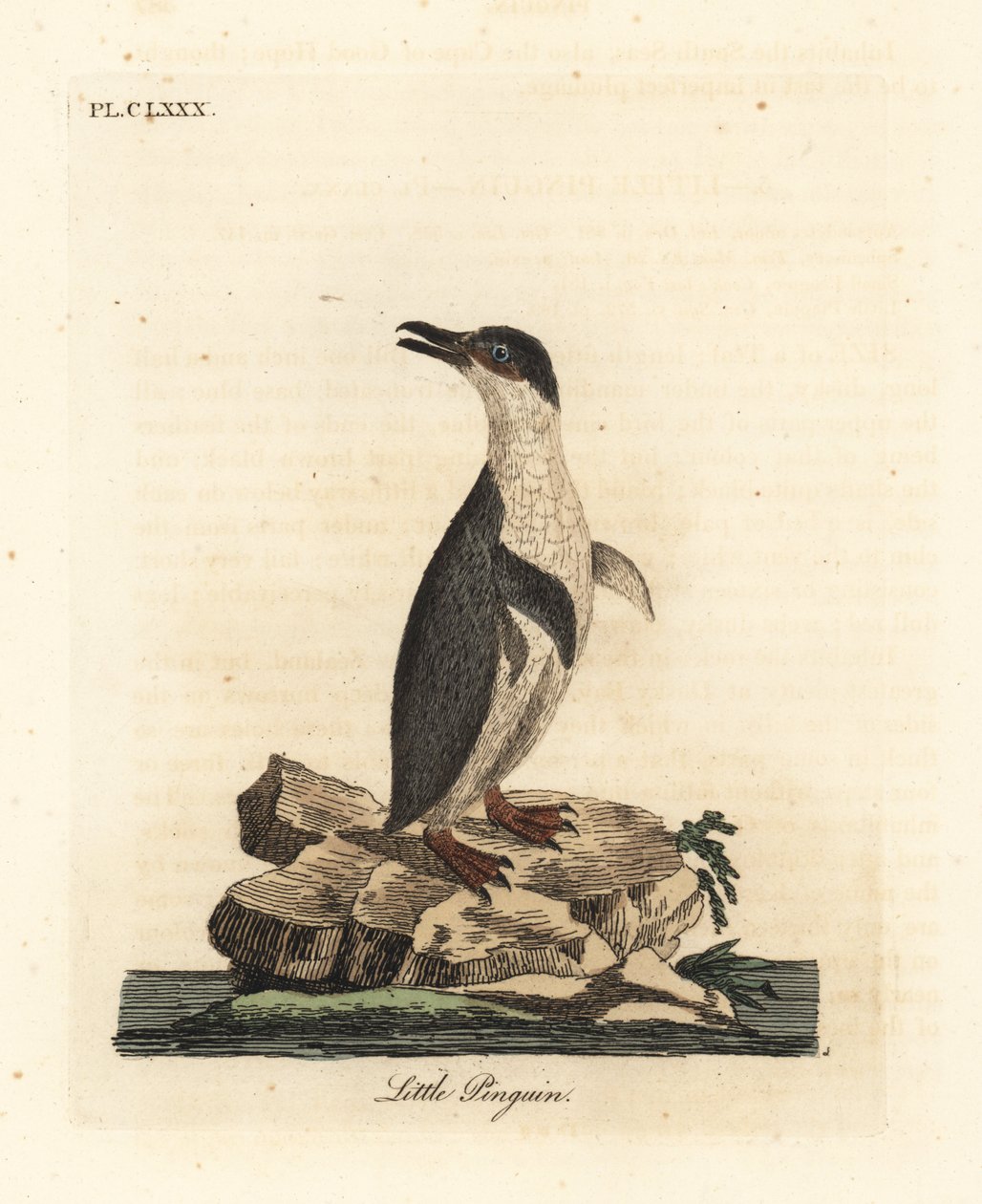 Liten pingvin, Eudyptula minor, eller vitflippad pingvin, Eudyptula minor albosignata (Aptenodytes minor). Handfärgad kopparplåt ritad och graverad av John Latham från hans egen A General History of Birds, Winchester av John Latham