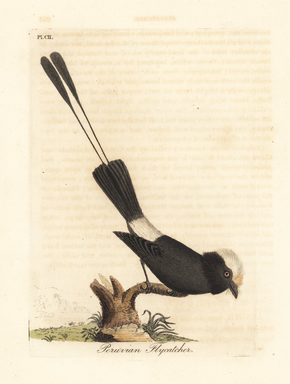 Långstjärtstyrann, Colonia colonus (peruansk flugsnappare, Le Colon). Handfärgad kopparplåt ritad och graverad av John Latham från hans egen A General History of Birds, Winchester av John Latham