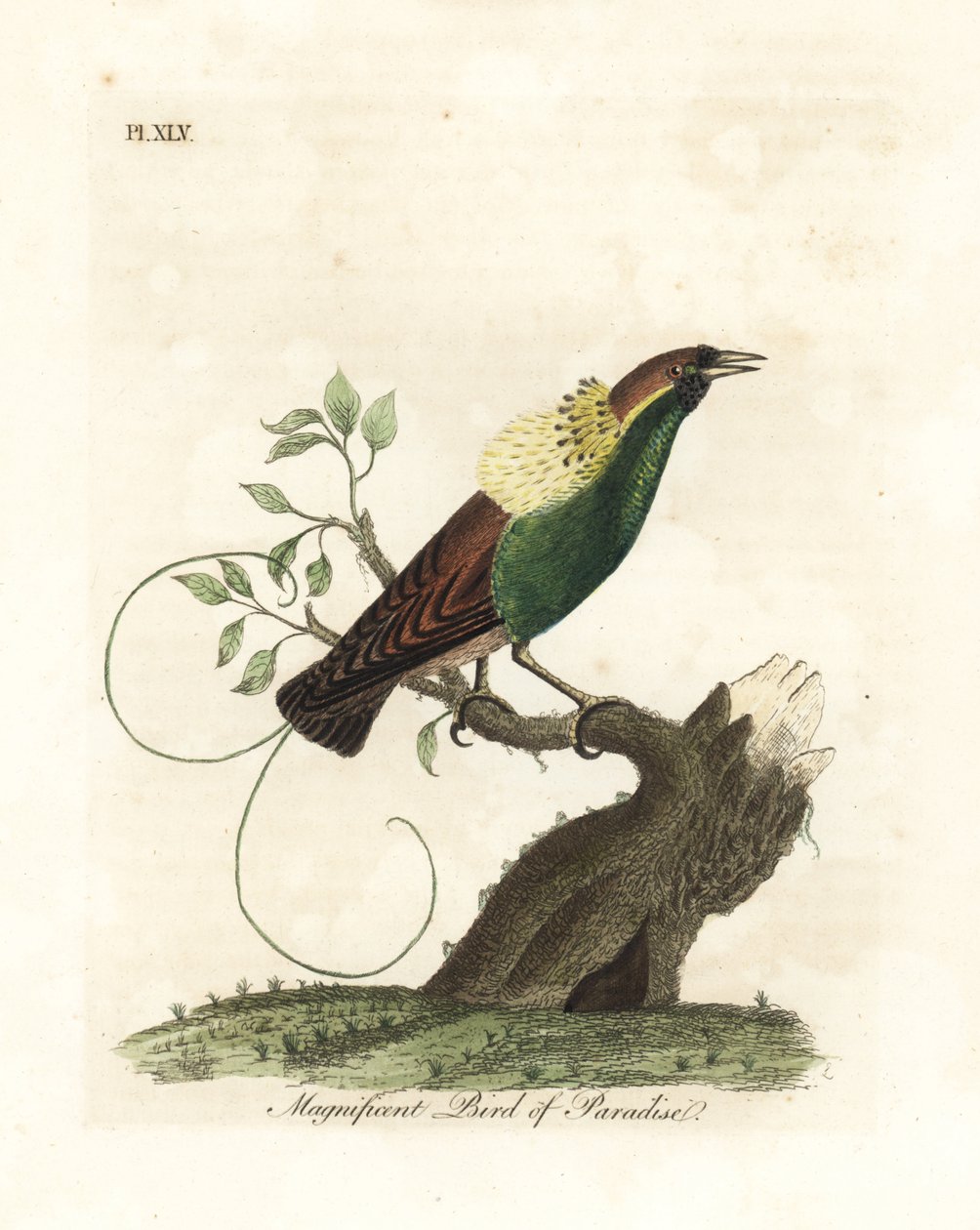 Storslagen paradisfågel, Diphyllodes magnificus (Paradisea magnifica). Handfärgad kopparplåt ritad och graverad av John Latham från hans egen A General History of Birds, Winchester av John Latham
