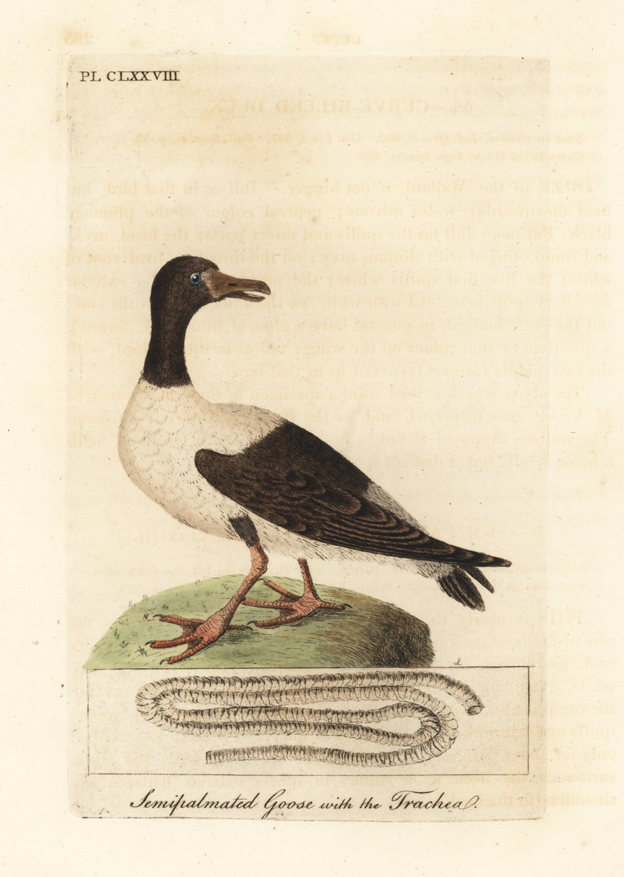 Skatgås, Anseranas semipalmata och anatomiska detaljer i dess luftstrupe. (Semipalmatad anka, Anas semipalmatus.) Handfärgad kopparplåt ritad och graverad av John Latham från hans egen A General History of Birds, Winchester av John Latham