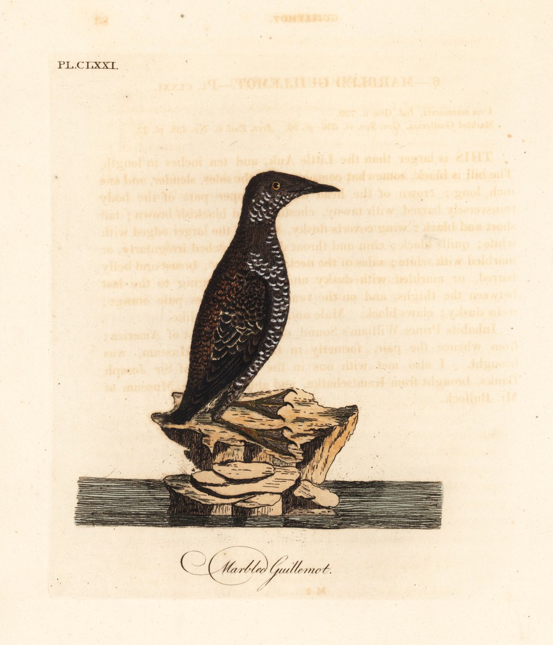 Marmorerad murrelet, Brachyramphus marmoratus. Utrotningshotad. (Marmorerad murrelet, Uria marmorata.) Handfärgad kopparplåt ritad och graverad av John Latham från hans egen A General History of Birds, Winchester av John Latham