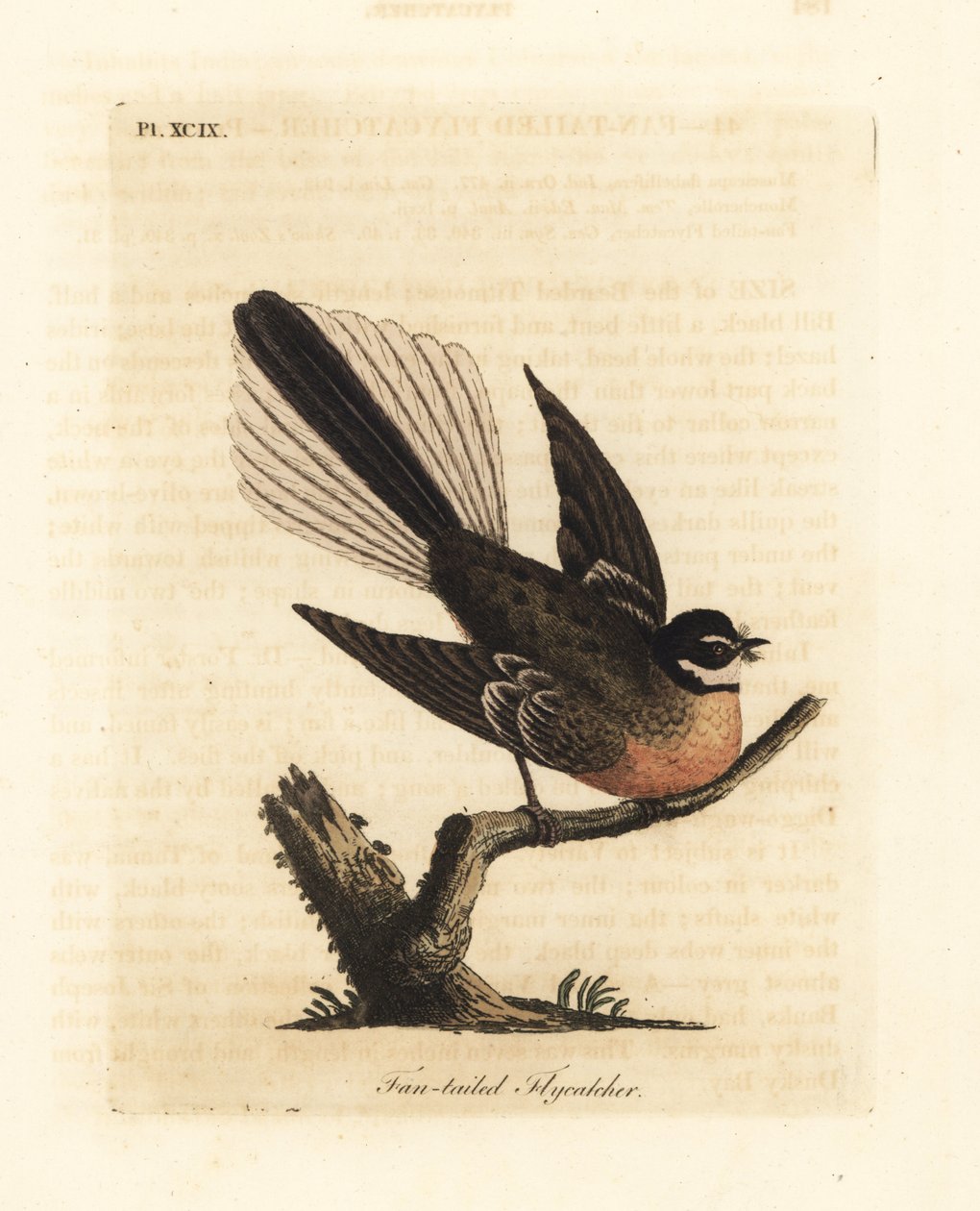Nya Zeeland Fantail, Rhipidura fuliginosa (Fan-tailed flugsnappare). Handfärgad kopparplåt ritad och graverad av John Latham från hans egen A General History of Birds, Winchester av John Latham