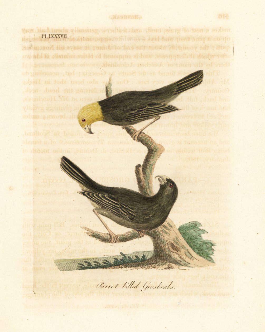 Eller, Psittirostra psittacea, hane (överst) och hona. Kritiskt hotad, möjligen utdöd. (Papegojnäbb, Loxia psittacea). Handfärgad kopparplåt ritad och graverad av John Latham från hans egen A General History of Birds, Winchester av John Latham