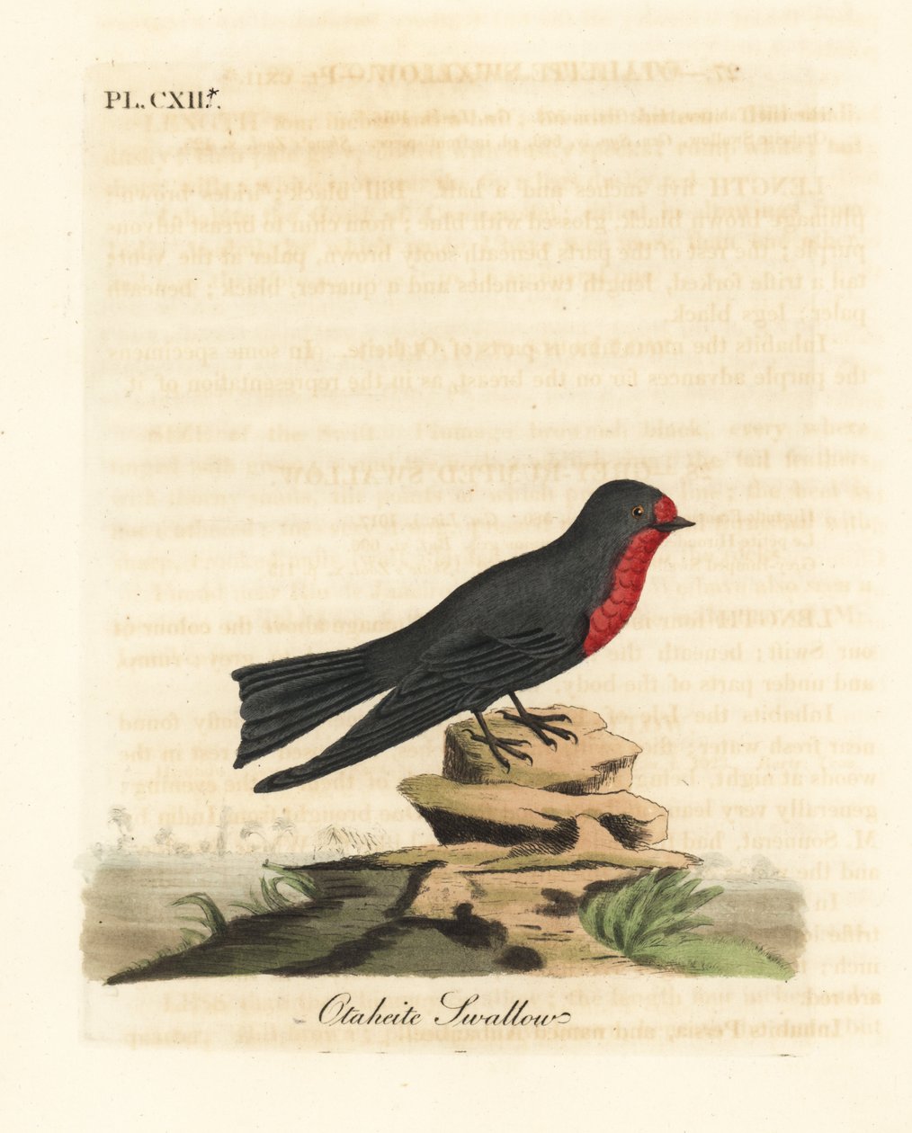Stillahavssvala, Hirundo tahitica (Otaheite svala, Hirundo tahitiae). Handfärgad kopparplåt ritad och graverad av John Latham från hans egen A General History of Birds, Winchester av John Latham