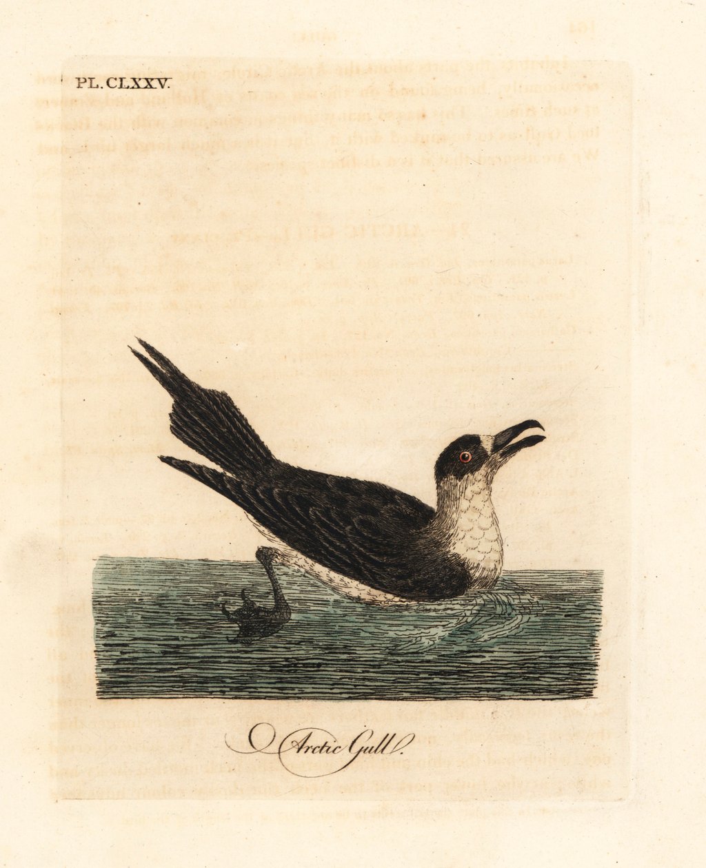 Parasitisk jägar, fjälljägare eller parasitisk jägar, Stercorarius parasiticus (fjällmås, Larus parasiticus). Handfärgad kopparplåt ritad och graverad av John Latham från hans egen A General History of Birds, Winchester av John Latham