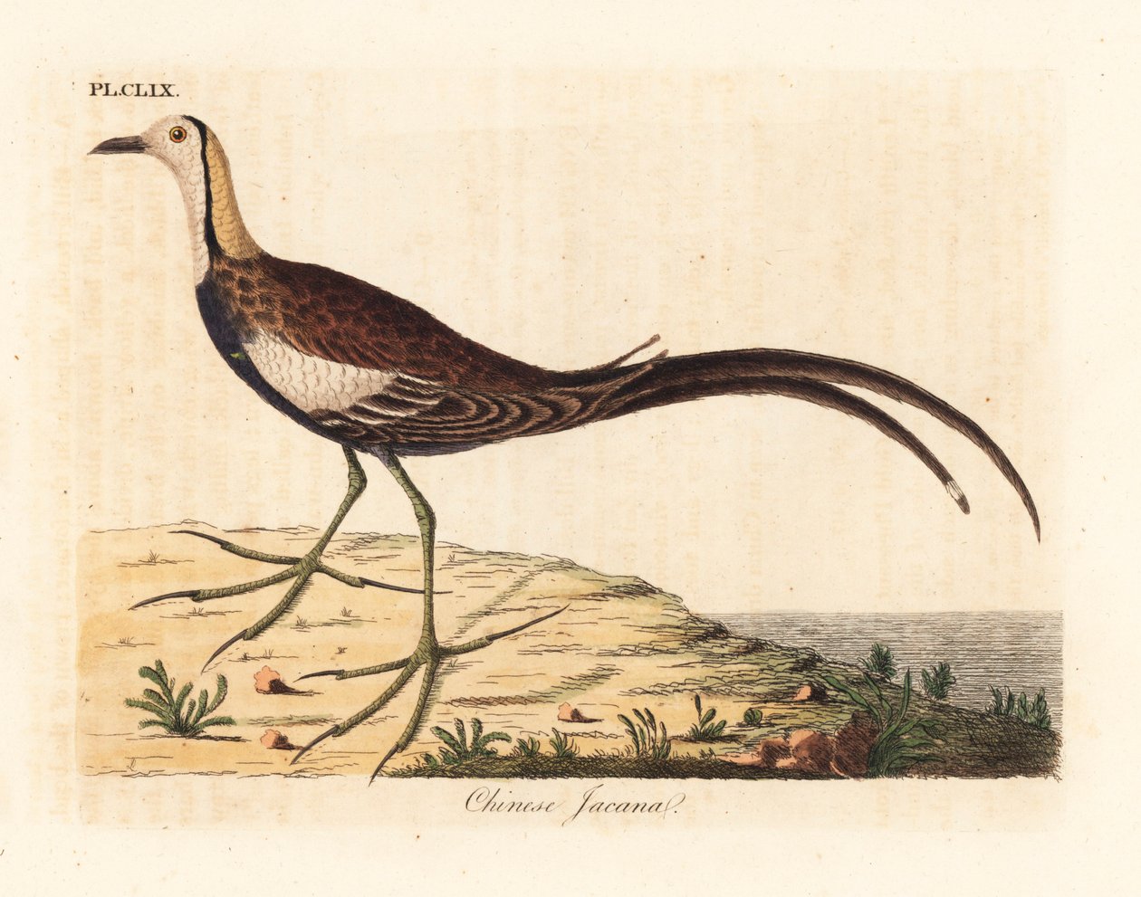 Fasanstjärtad jacana, Hydrophasianus surgus (kinesisk jacana, Parra sinensis). Handfärgad kopparplåt ritad och graverad av John Latham från hans egen A General History of Birds, Winchester av John Latham