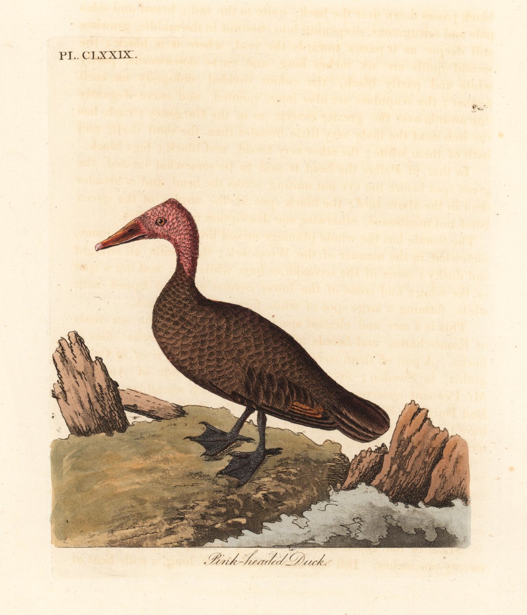 Rosahårig anka, Rhodonessa caryophyllacea (Anas caryophyllacea). Utdöd sedan 1950-talet. Handfärgad kopparplåt ritad och graverad av John Latham från hans egen A General History of Birds, Winchester av John Latham