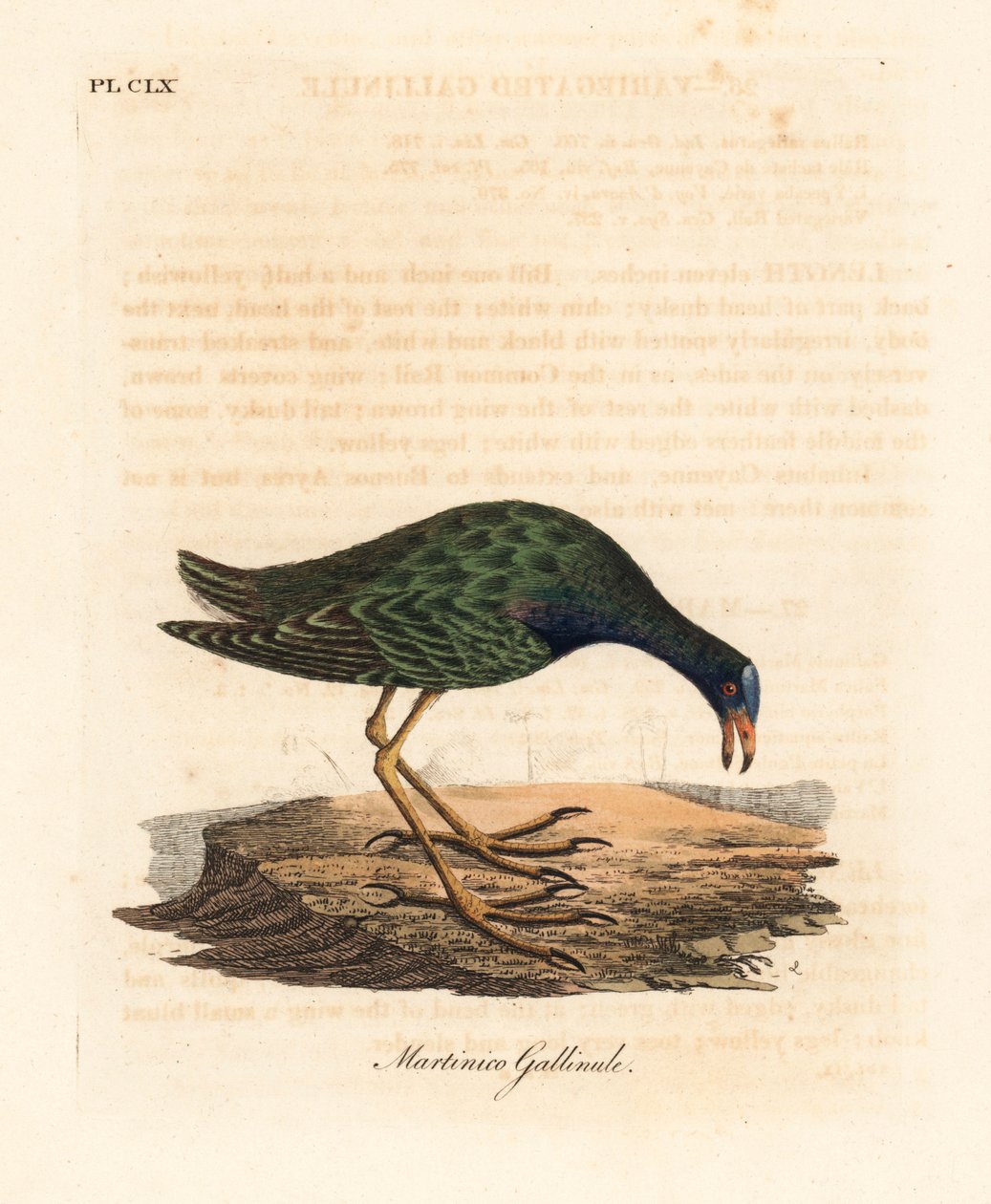 Lila gallinule, Porphyrio martinicus (Martinico gallinule, Gallinula martinica). Handfärgad kopparplåt ritad och graverad av John Latham från hans egen A General History of Birds, Winchester av John Latham