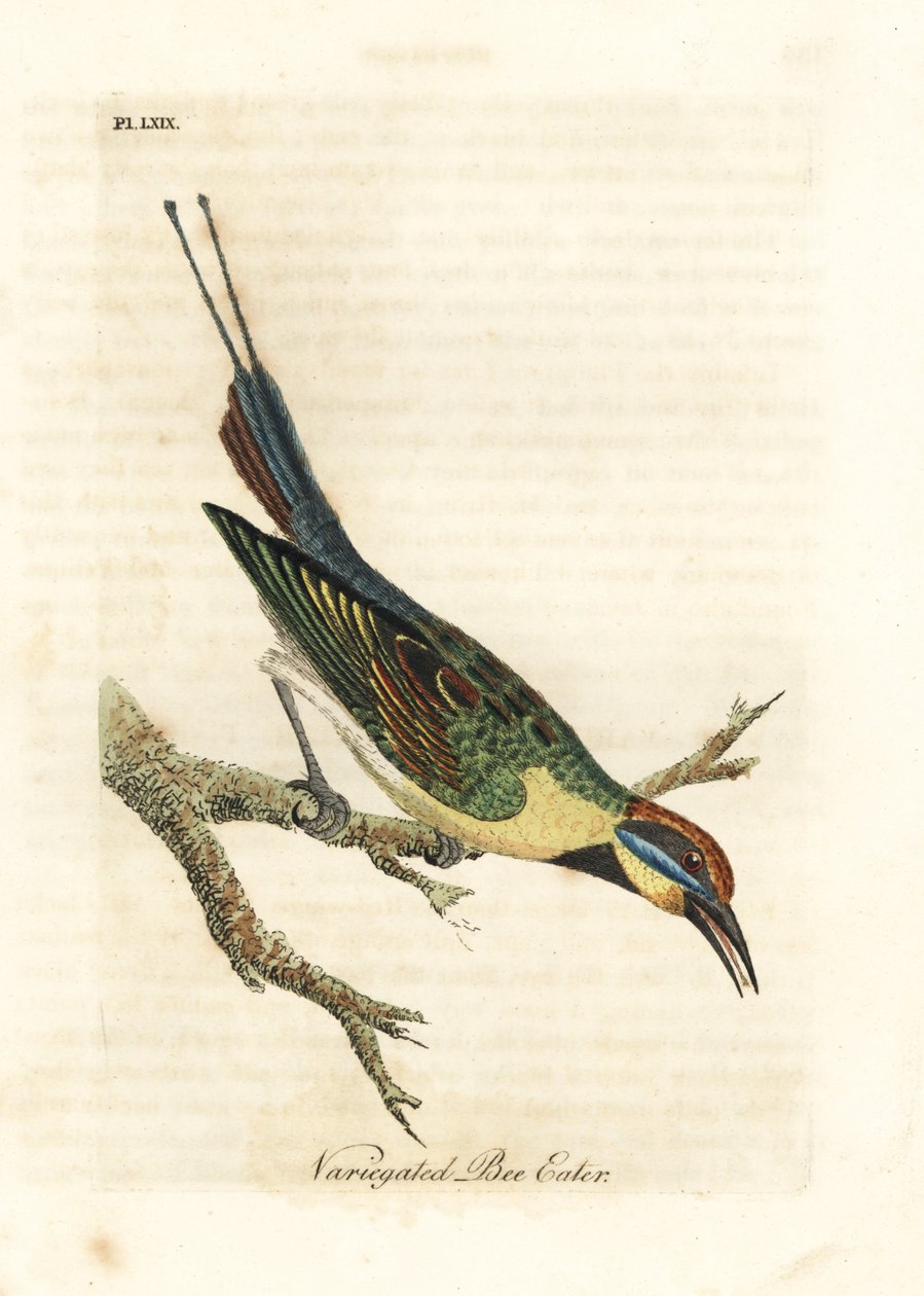 Regnbågsbiätare, Merops ornatus (brokig biätare). Australien. Handfärgad kopparplåt ritad och graverad av John Latham från hans egen A General History of Birds, Winchester av John Latham