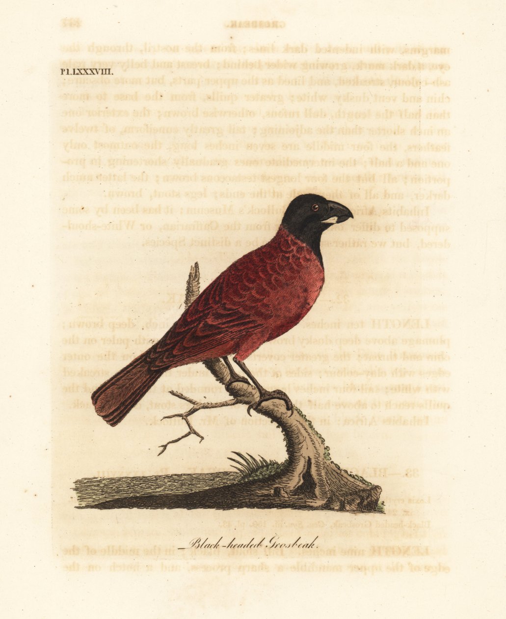 Röd-svart gronäbb, Periporphyrus erythromelas. Nära hotad. (Black-headed grosbeak, Loxia erythromelas.) Handfärgad kopparplåt tecknad och graverad av John Latham från hans egen A General History of Birds, Winchester av John Latham