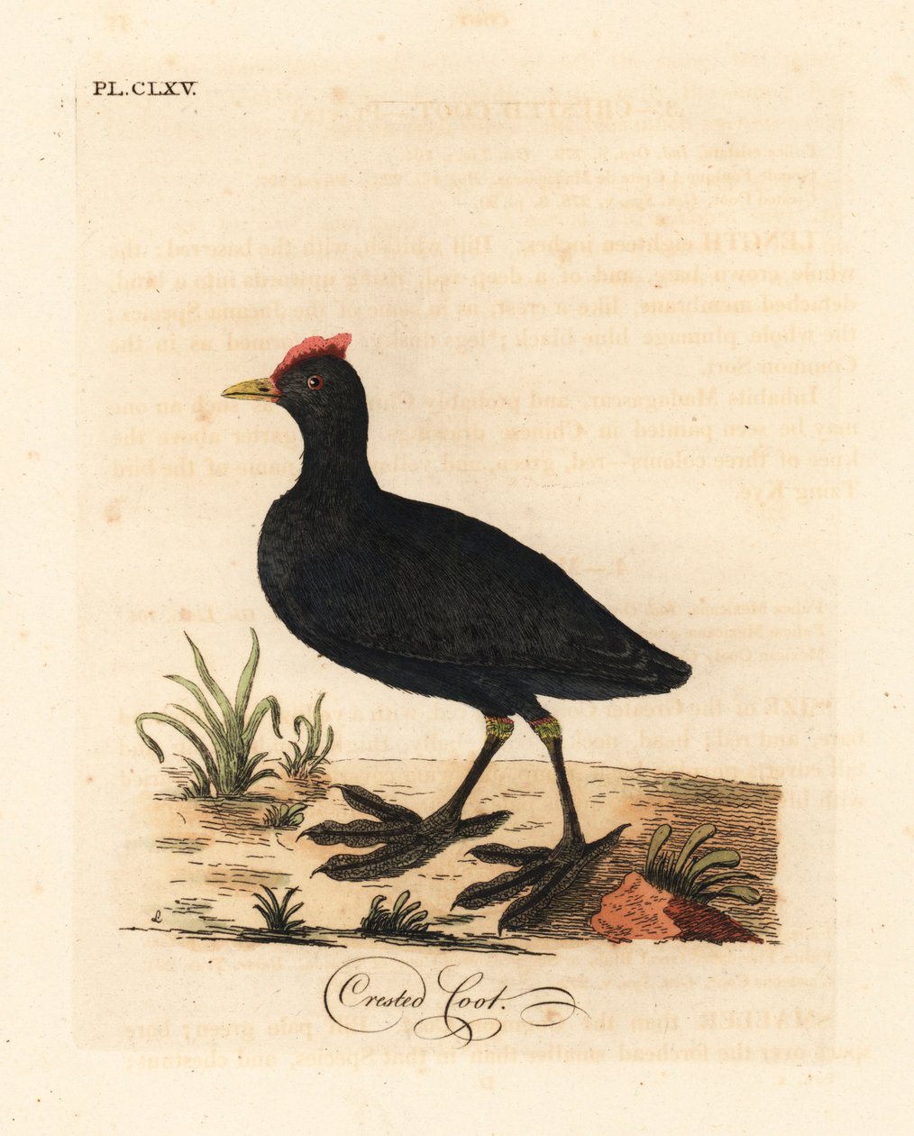 Rödknubbad sothöns eller krönt sothöns, Fulica cristata. Handfärgad kopparplåt ritad och graverad av John Latham från hans egen A General History of Birds, Winchester av John Latham