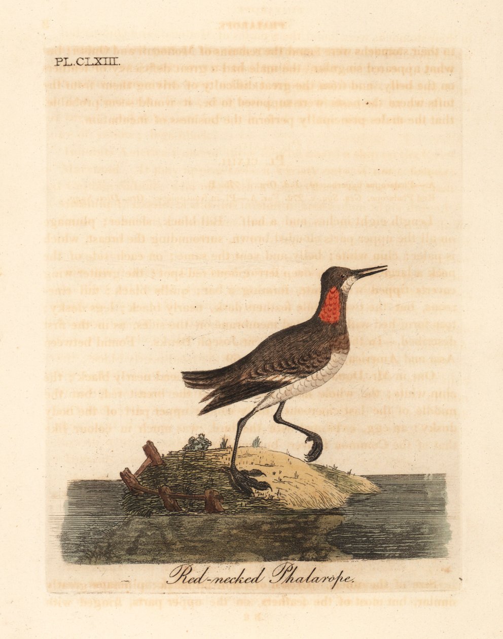 Rödhalsad phalarope, Phalaropus lobatus (Phalaropus hyperboreus). Handfärgad kopparplåt ritad och graverad av John Latham från hans egen A General History of Birds, Winchester av John Latham