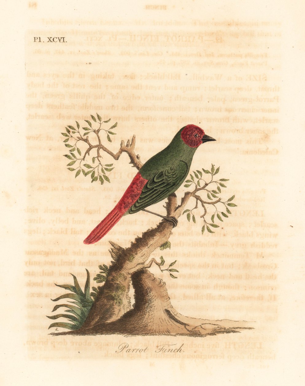 Rödstrupig papegojfink, Eritrea psittacea (papegojfink, Fringilla psittacea). Handfärgad kopparplåt ritad och graverad av John Latham från hans egen A General History of Birds, Winchester av John Latham