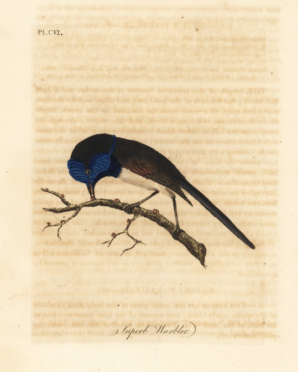Rödvingad älvgräs, Malurus elegans (Superb sångare, Sylvia cyanea). Handfärgad kopparplåt ritad och graverad av John Latham från hans egen A General History of Birds, Winchester av John Latham