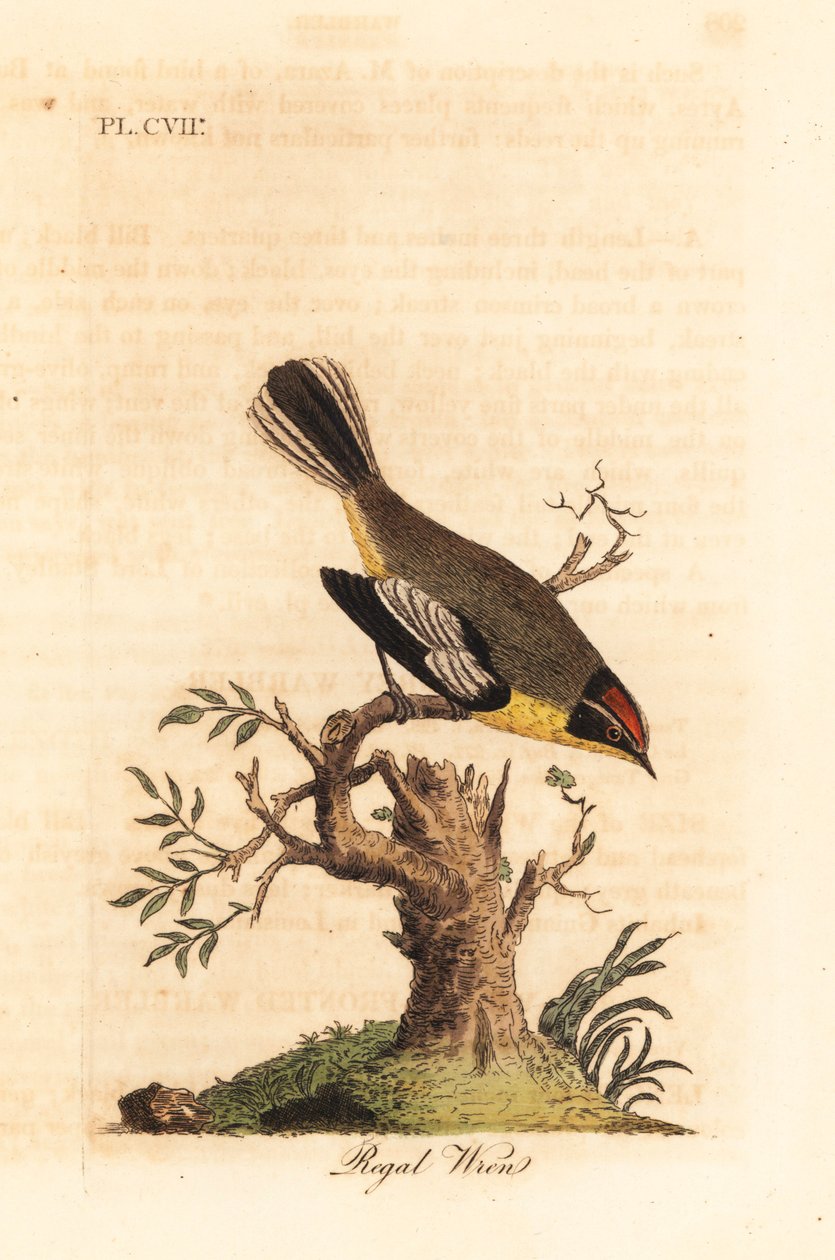 Regal gärdsmyg. Okänd gärdsmyg från Sydamerika, kallad kungen av Azara och hittad i Buenos Aires. Handfärgad kopparplåt ritad och graverad av John Latham från hans egen A General History of Birds, Winchester av John Latham