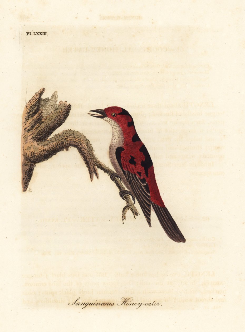 Scarlet myzomela, Myzomela sanguinolenta (Sanguineous honungsätare, Certhia sanguinolenta). Australien. Handfärgad kopparplåt ritad och graverad av John Latham från hans egen A General History of Birds, Winchester av John Latham