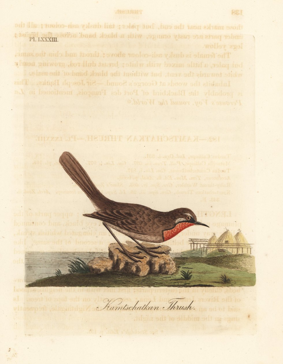 Sibirisk rubythroat, Luscinia calliope (Kamschatkan trast, Turdus calliope). Handfärgad kopparplåt ritad och graverad av John Latham från hans egen A General History of Birds, Winchester av John Latham