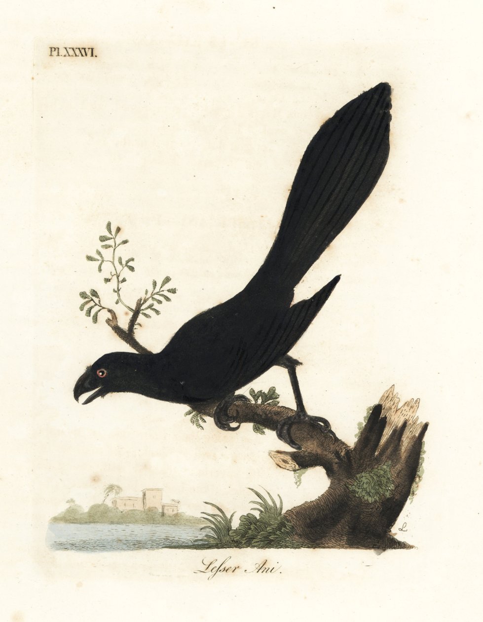 Slätnäbbad ani eller mindre ani, Crotophaga ani. Handfärgad kopparplåt ritad och graverad av John Latham från hans egen A General History of Birds, Winchester av John Latham