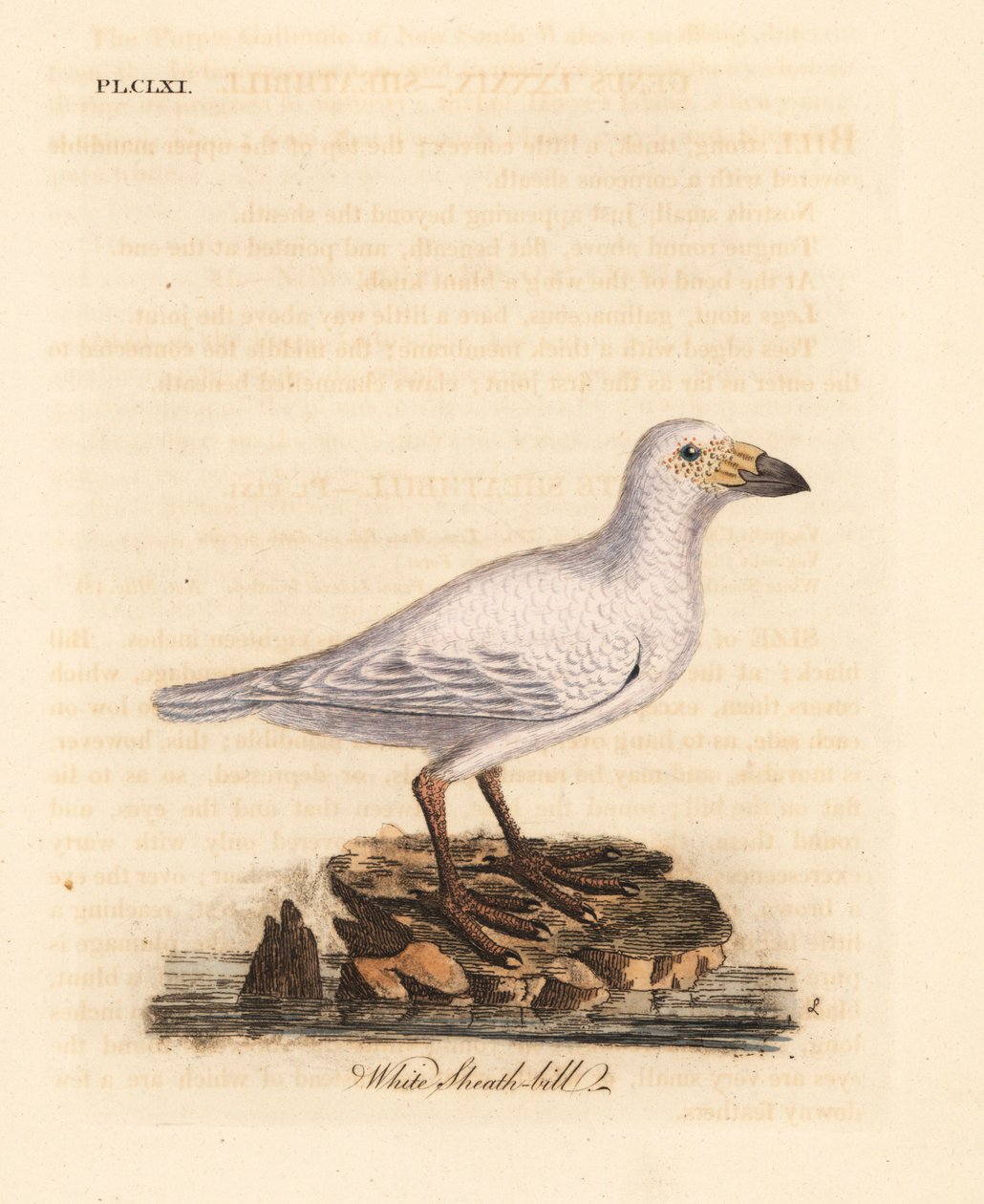 Snöig fjädernäbb, Chionis albus (Vit fjädernäbb, Vaginalis chionis). Handfärgad kopparplåt ritad och graverad av John Latham från hans egen A General History of Birds, Winchester av John Latham