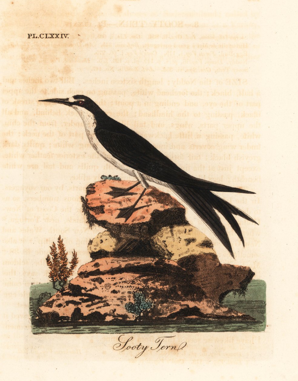 Sottärna, Onychoprion fuscatus (Sterna fuliginosa). Handfärgad kopparplåt ritad och graverad av John Latham från hans egen A General History of Birds, Winchester av John Latham