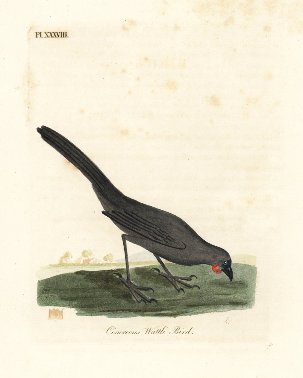 South Island, Nya Zeeland kokako, Callaeas cinerea cinerea, förklarade utdöd 2007 (Cinereous wattle bird, Calloeas cinerea). Handfärgad kopparplåt ritad och graverad av John Latham från hans egen A General History of Birds, Winchester av John Latham