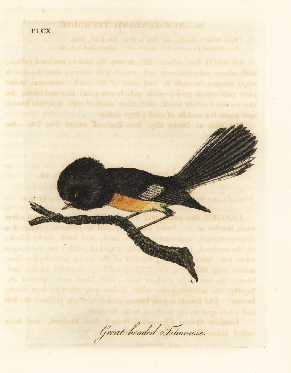 Sydön tomit, Petroica macrocephala macrocephala (storhövdad mes, Parus macrocephalus). Infödd i Nya Zeeland. Handfärgad kopparplåt ritad och graverad av John Latham från hans egen A General History of Birds, Winchester av John Latham