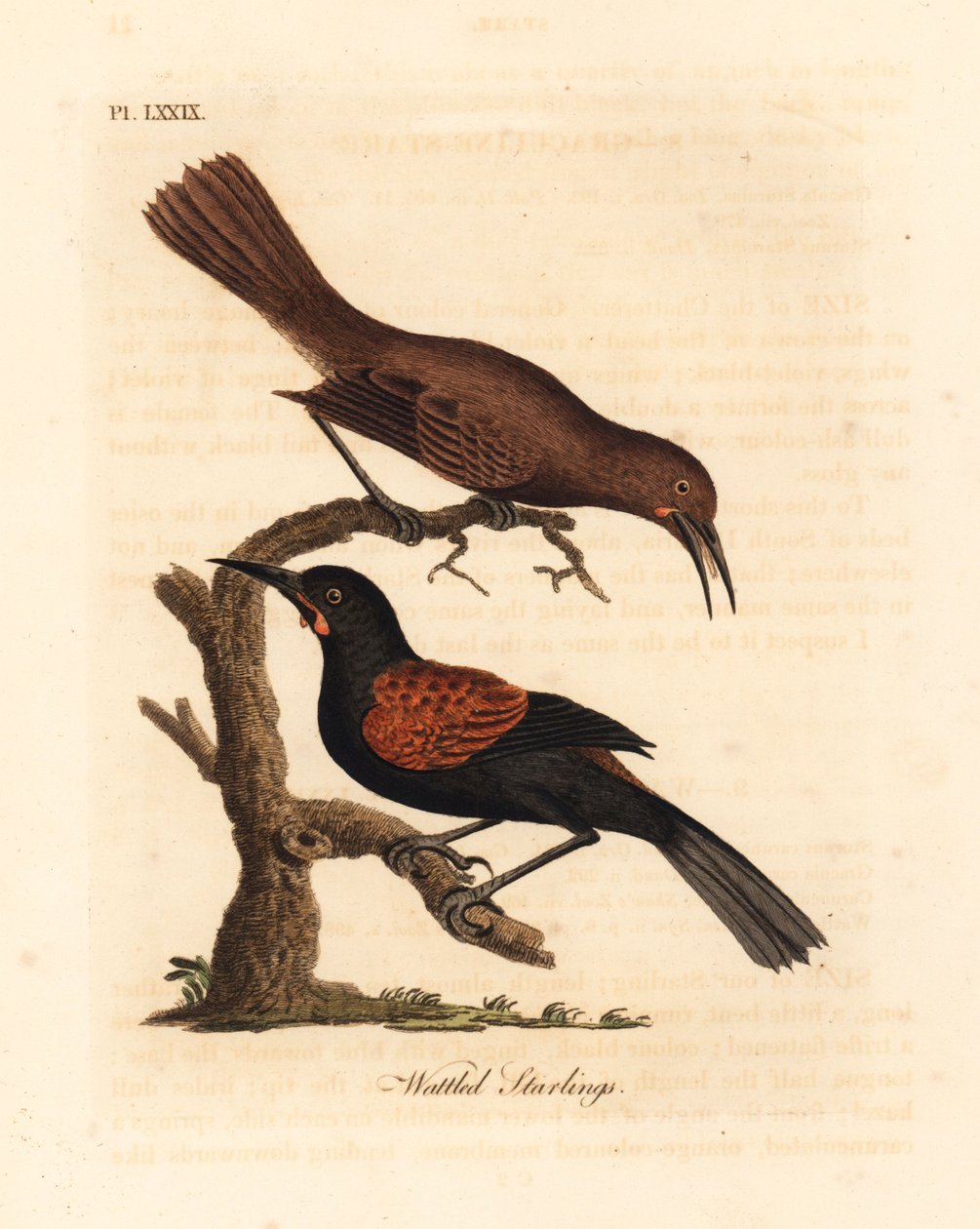 Södra sadelrygg, Philesturnus carunculatus, hane och hona (Wattled starar, Sturnus carunculatus). Nära hotad. Handfärgad kopparplåt ritad och graverad av John Latham från hans egen A General History of Birds, Winchester av John Latham