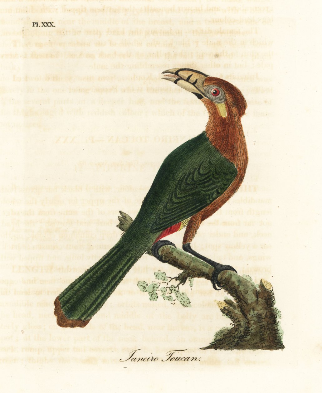 Fläcknäbb-tukanet, Selenidera maculirostris, hona. Janeiro tukan. Handfärgad kopparplåt ritad och graverad av John Latham från hans egen A General History of Birds, Winchester av John Latham