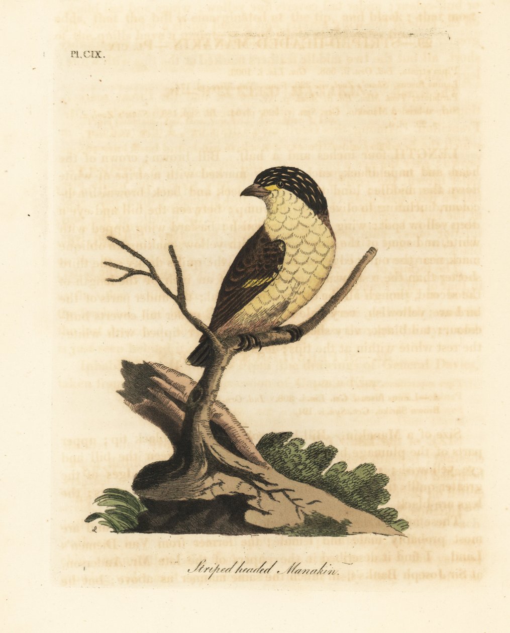 Strimig pardalote, Pardalotus striatus (Randhövdad manakin, Pipra striata). Handfärgad kopparplåt ritad och graverad av John Latham från hans egen A General History of Birds, Winchester av John Latham