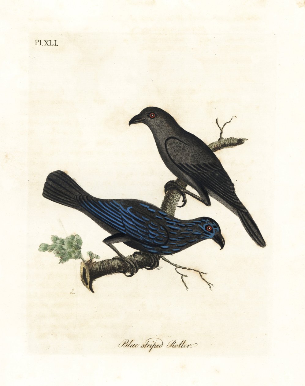 Strimig stare, Aplonis striata (Blårandig rulle, Coracias striata). Handfärgad kopparplåt ritad och graverad av John Latham från hans egen A General History of Birds, Winchester av John Latham