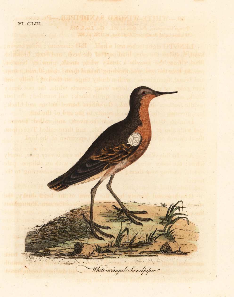 Tahitisk sandsnäppa, Prosobonia leucoptera. Utdöd. (Vitvingad sandsnäppa, Tringa leucoptera.) Handfärgad kopparplåt tecknad och graverad av John Latham från hans egen A General History of Birds, Winchester av John Latham