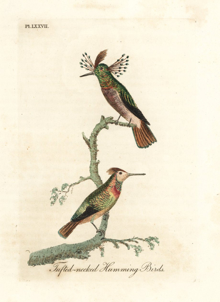 Tuftade tuppar, Lophornis ornatus (Tufhalsade kolibrier, Trochilus ornatus). Man och kvinna. Handfärgad kopparplåt ritad och graverad av John Latham från hans egen A General History of Birds, Winchester av John Latham